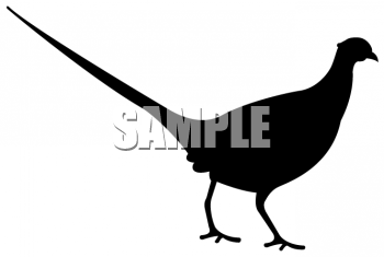 Pheasant Clipart