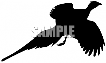 Pheasant Clipart