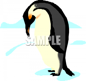 Penguin Clipart