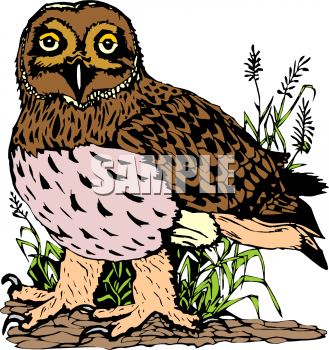 Owl Clipart