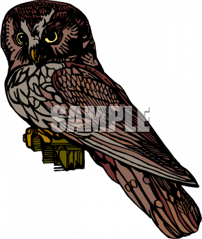 Owl Clipart