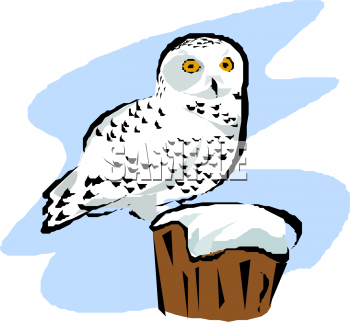 Owl Clipart