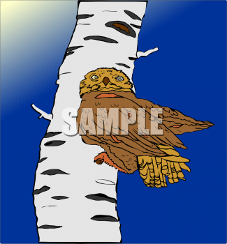 Owl Clipart