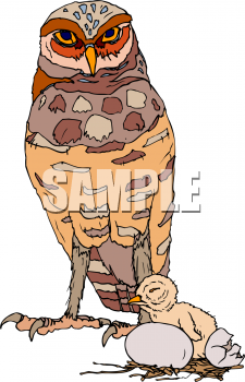 Owl Clipart