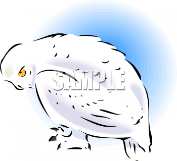 Owl Clipart