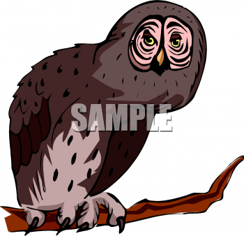 Owl Clipart