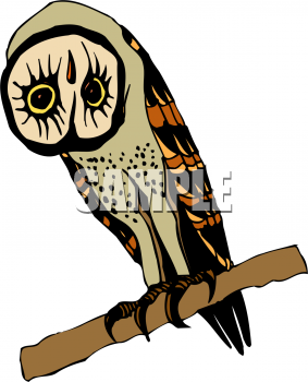 Owl Clipart
