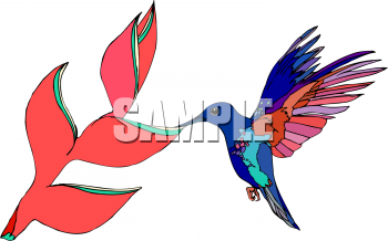 Hummingbird Clipart
