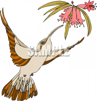 Hummingbird Clipart