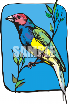 Parrot Clipart