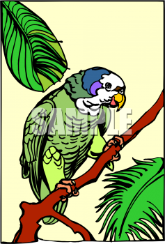 Parrot Clipart