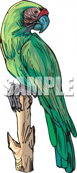 Parrot Clipart