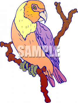 Parrot Clipart