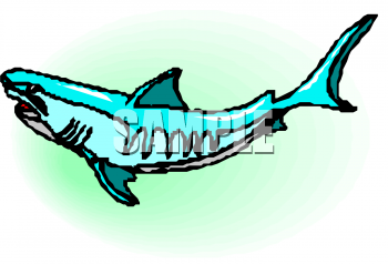 Shark Clipart