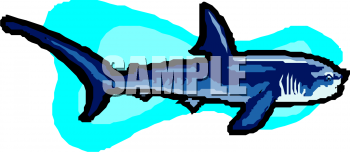 Shark Clipart