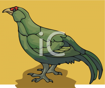 Pheasant Clipart