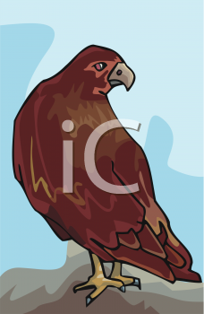 Hawk Clipart
