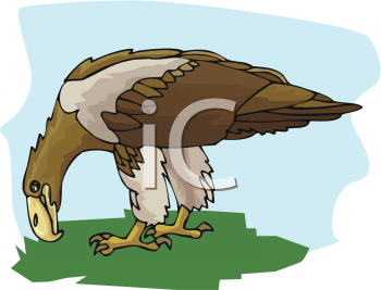 Hawk Clipart