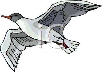 Seagull Clipart