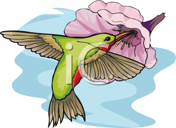 Hummingbird Clipart