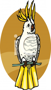 Parrot Clipart