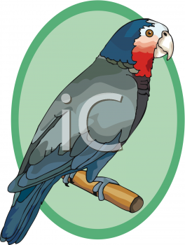 Parrot Clipart