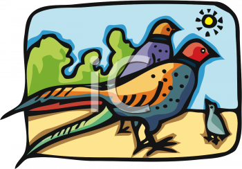 Pheasant Clipart