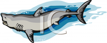 Shark Clipart
