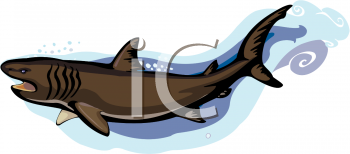Shark Clipart