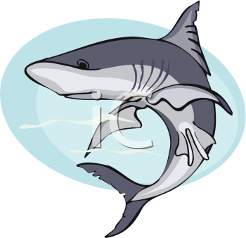 Shark Clipart