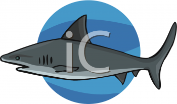 Shark Clipart