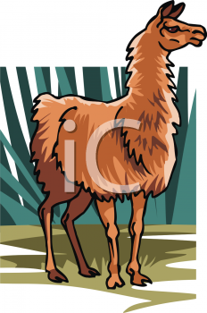 Llama Clipart