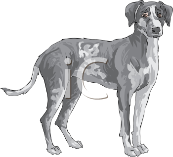 Leopard Clipart