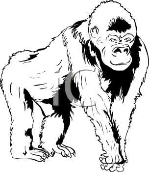 Gorilla Clipart