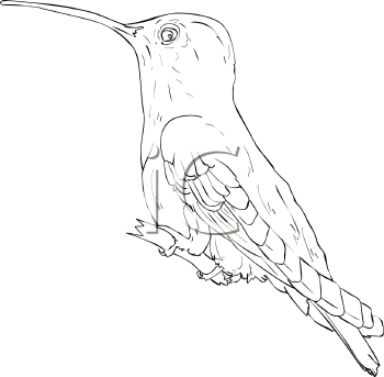 Hummingbird Clipart