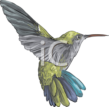 Hummingbird Clipart