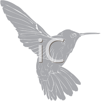 Hummingbird Clipart