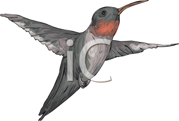 Hummingbird Clipart