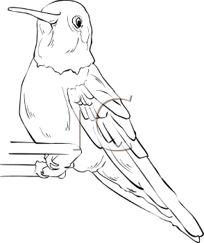 Hummingbird Clipart