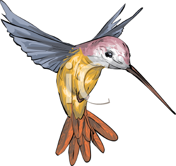 Hummingbird Clipart