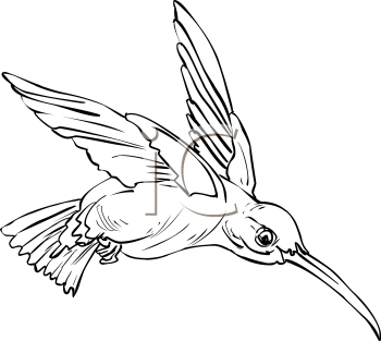 Hummingbird Clipart