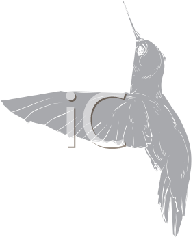 Hummingbird Clipart