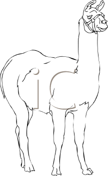 Llama Clipart