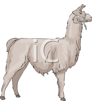 Llama Clipart