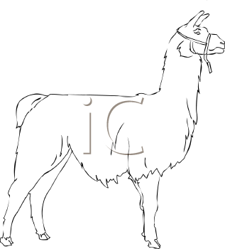 Llama Clipart