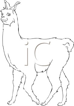 Llama Clipart