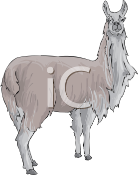 Llama Clipart