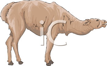 Llama Clipart