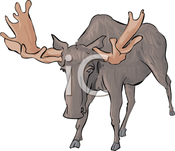 Moose Clipart