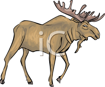 Moose Clipart